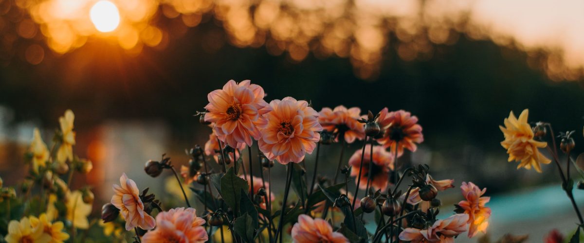 Flower fields for Probate